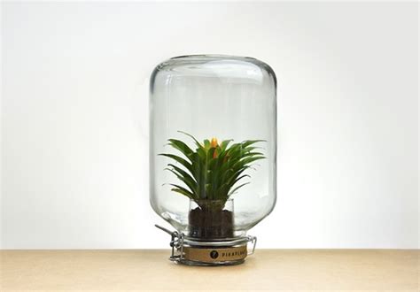 Fake plants in glass jars. Zero Maintenance Pikaplant Jar Grows Blooming Plants in a ...