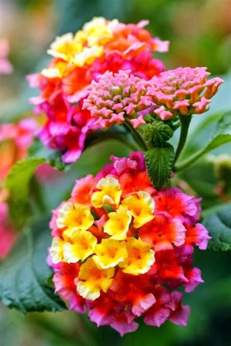 Peony plants bloom for a short time in the spring and offer beautiful blooms for cutting and displaying in your home. Lantana is a great perennial. Full sun. It attacks small ...