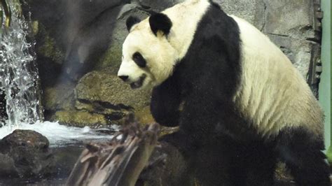 Le Canada Va Renvoyer Deux Pandas Géants En Chine Par Manque De Bambou
