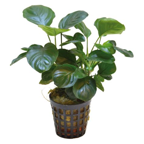 Anubias Nana Gold Coin The Aquarium People