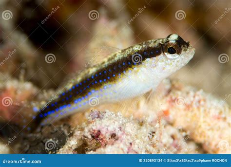 Striped Goby Fish Stock Photo Image Of Ampat Blue 220893134