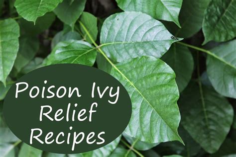 Poison Ivy Home Remedies That Work Dbldkr Poison Ivy Relief