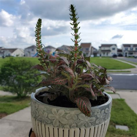 Argyroneura group plants typically grow to. Fittonia Verschaffeltii 'Pink Angel', Pink Veined Nerve ...
