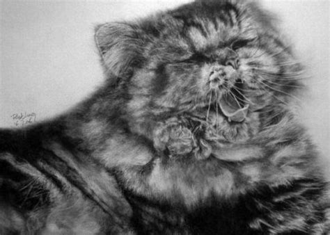 Kucing di masjidil haram kejutkan jemaah bangun solat ke? Gambar Kucing Dilukis Dengan Pensil