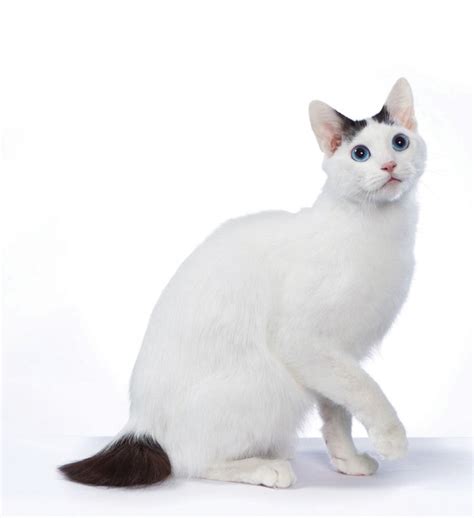 Beautiful White Japanese Bobtail Cat Standing