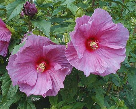 Gardensonline Hibiscus Fantasia