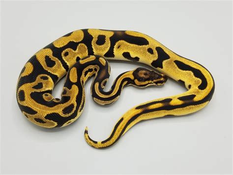 Super Orange Dream Leopard Ball Python By Milbradt And Caponetto Pythons
