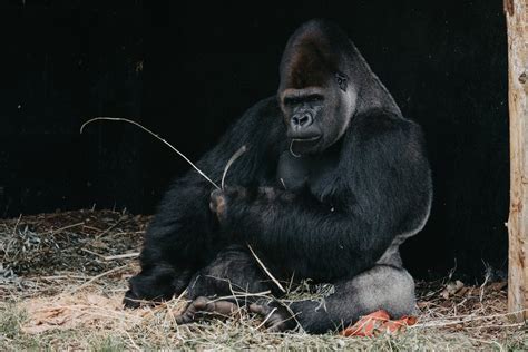 Gorilla Fun Facts 10 Fascinating Things You Likely Didnt Know Fact