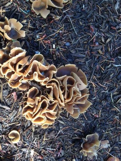 Mushrooms Growing In Garden Mulch Garden Ftempo