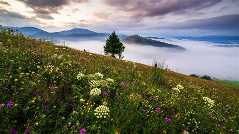 Картинки облака пейзаж цветы горы природа туман дерево утро