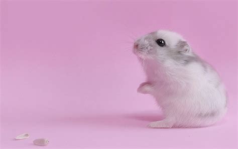 Mouse Cute Hd Wallpapers Hamster Wallpaper Cute Hamsters Animal