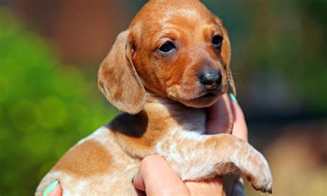 Piebald Dachshunds Breed Guide Everything You Need To Know