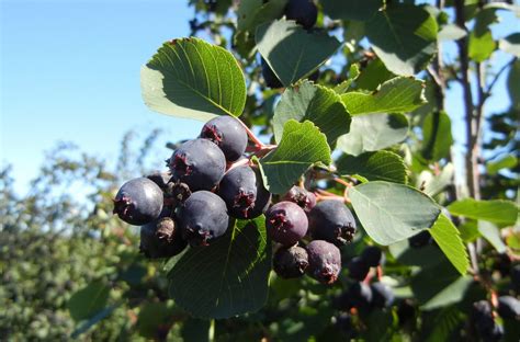 One version of the native american food pemmican was flavored by serviceberry fruits in combination with minced dried meat and fat. Gardening with Jess: A great year for Saskatoon berries
