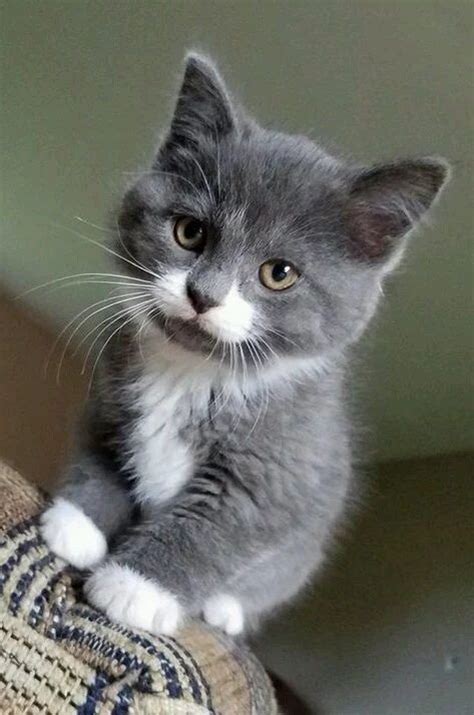 The 25 Best Grey And White Kitten Ideas On Pinterest