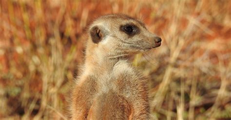 5 Reasons Why Meerkats Are Awesome Africa Geographic