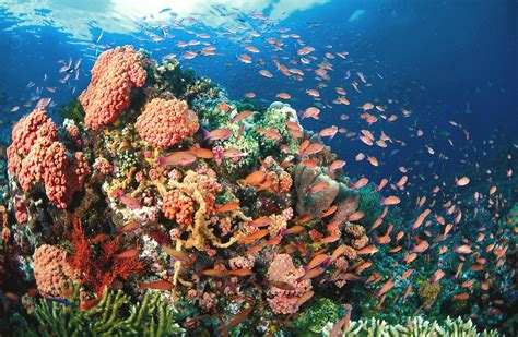 Diving Haven Planet Philippines
