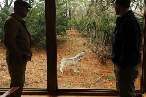Beardsley Zoo Celebrates Endangered Wolves During ‘lobo Week