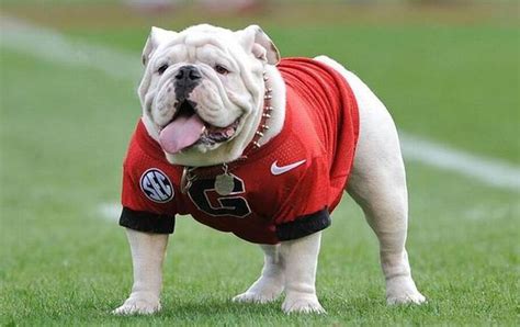 Peta Calls For University Of Georgia To Dump ‘miserable Bulldog Mascot