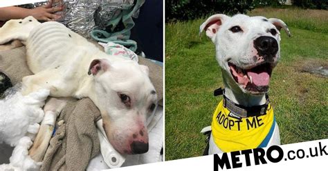 ‘thinnest Dog Ever Seen Alive Ate Glass And Batteries Because He Was