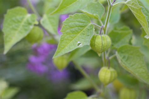 Multiple gooseberries in one large group. 66 Square Feet (Plus): Gooseberries