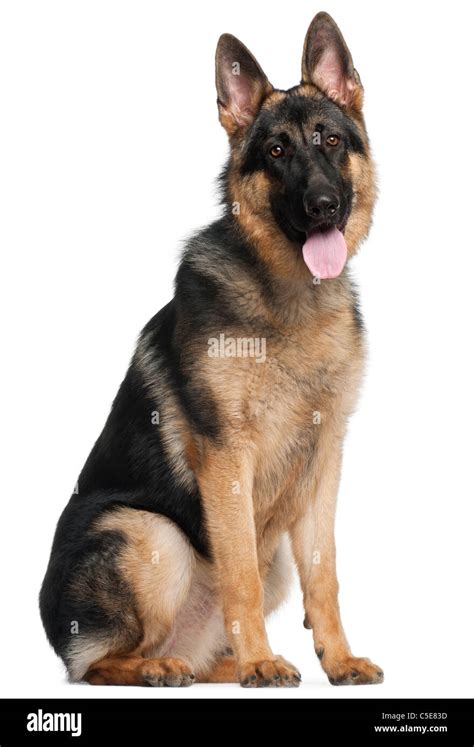 German Shepherd Dog 8 Months Old Sitting In Front Of White Background