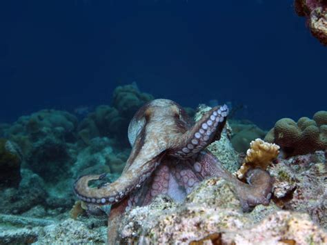 Daytime Photo Of Stumpy The Octopus Taken Off Buddy Dives House Reef In Bonaire Netherland