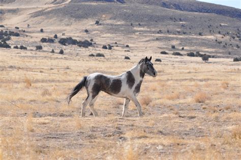 Wild horses in western colorado are descendants of escaped and released horses from farmers, ranchers, miners or cavalry soldiers. Programs: Wild Horse and Burro: Herd Management: Gathers ...