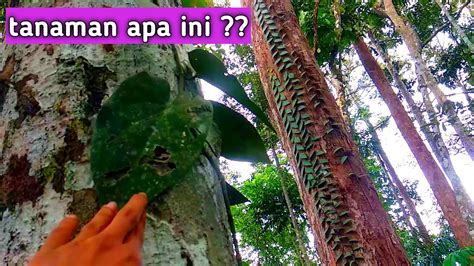 Mencari Tanaman Hias Di Hutan Kalimantan Youtube
