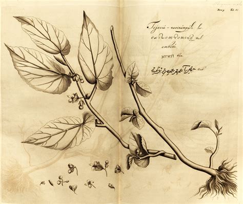 plants of the malabar — colonialism trade and botany asia research news