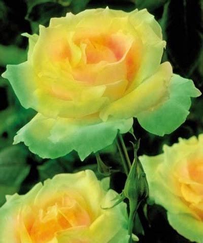 Maybe you would like to learn more about one of these? Top 10 Most Beautiful Green Roses