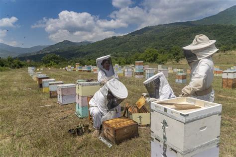 Beekeepers Working To Collect Honey Editorial Stock Image Image Of