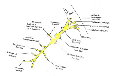 Cranial Nerve Overview Applied Anatomy