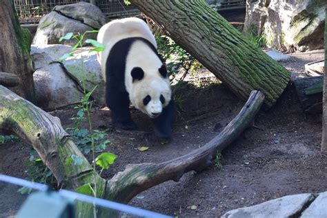 Bai Yun Is Coming Panda Bear Panda Giant Panda