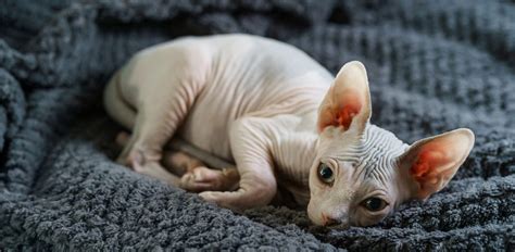 Hairless Cat Breeds Which Cats Are Naked The Vets