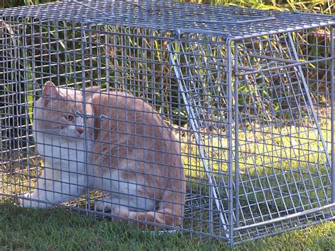 South East Queensland Trapping Feral Cat