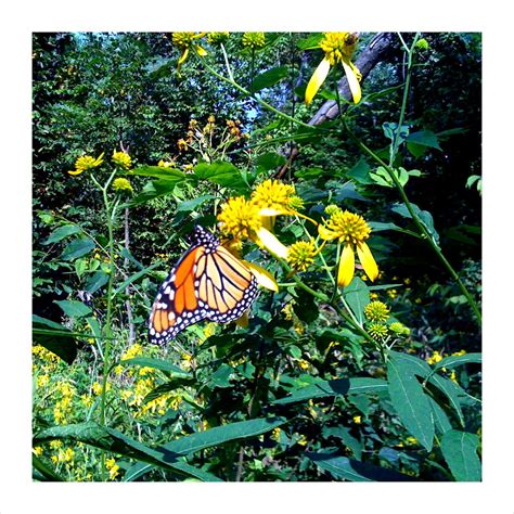 Mohawk Monarch Monarch Butterfly At Mohawk Park In Tulsa Granger