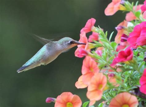 How to plant a hummingbird flower garden with hummingbird attracting perennials, bushes, vines and annuals. Marcia Davis: Provide April hummers with the right flowers ...