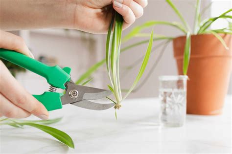 How To Propagate A Spider Plant From Cuttings