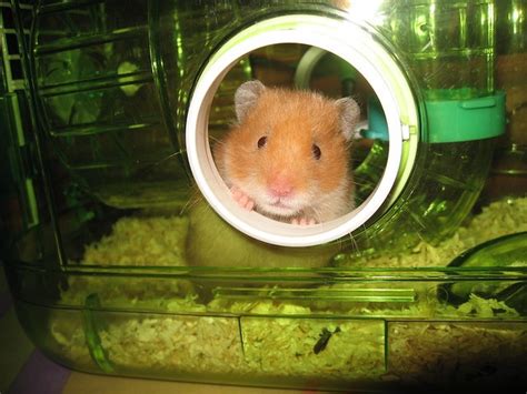 Hamsters Dont Smile How To Know If Your Pet Is Happy Nature World News