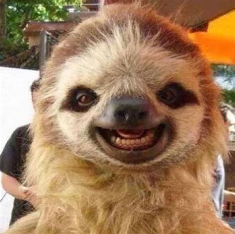 Just 15 Silly Photos Of Smiling Sloths To Cheer You Up Cute Baby