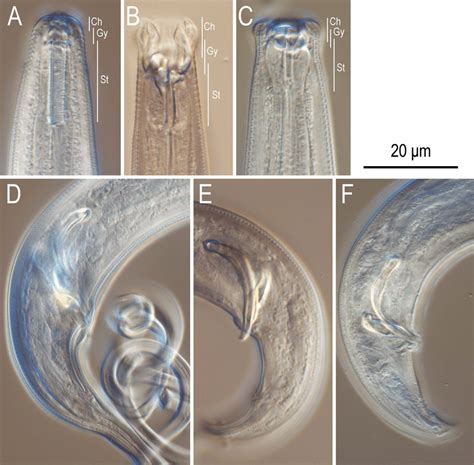 Anterior And Male Tail Regions Of Three Manatee Associated Nematodes