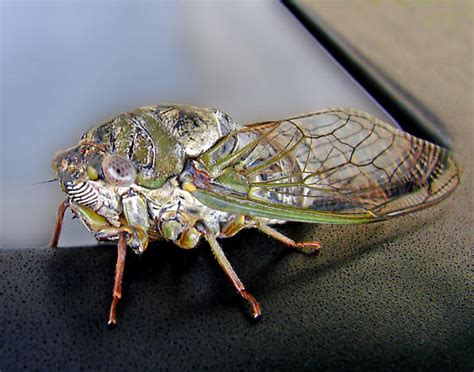 Large Dusk Calling Singing Cicada Megatibicen Grossus Bugguide