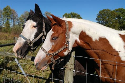 Purchasing And Owning A Horse Farm It‘s About More Than Just The