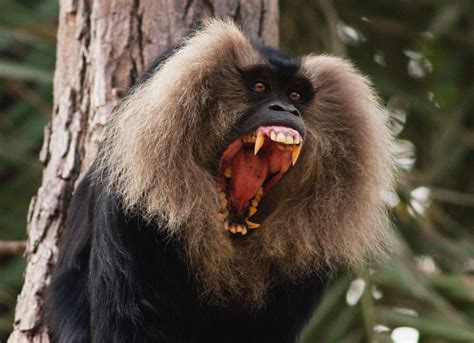 30 Fascinating Facts About Primates