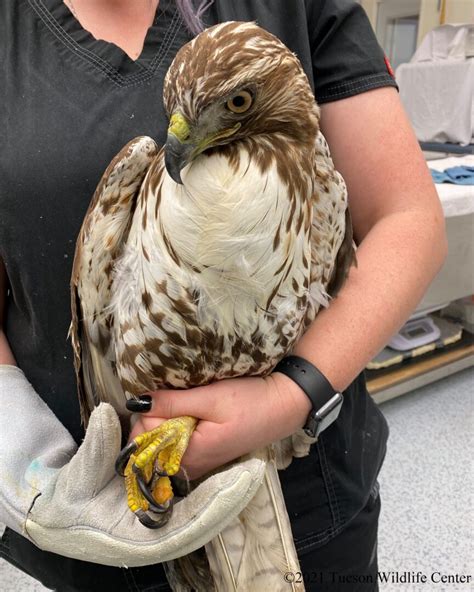 patient of the week red tailed hawk tucson wildlife center