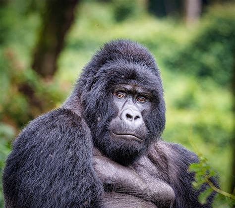 How Much Do A Silverback Gorilla Weigh Mastery Wiki