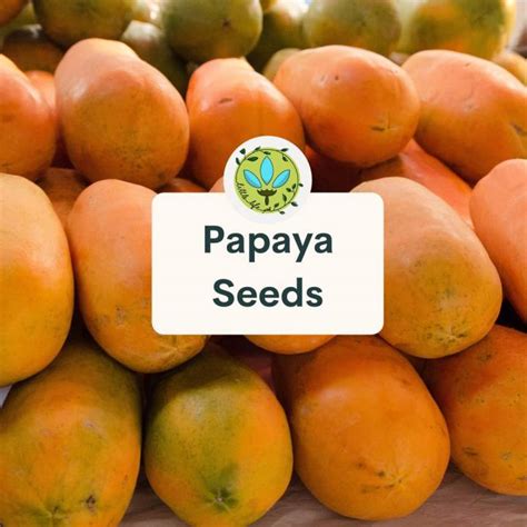 Binhi Pantanim Papaya Prutas Gulay Fruit Vegetable 10 Seeds For