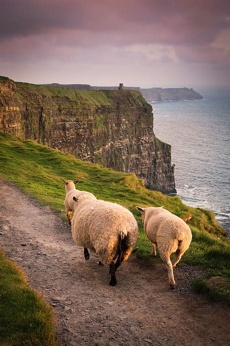 Sheep On Rural Pathway Cliffs Of Moher Doolin Clare Ireland