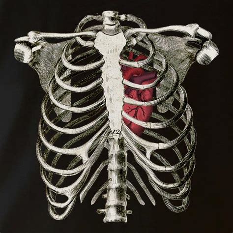 Anatomy Rib Cage With Heart Shoulder Sternum Rib Cage Anatomy Human