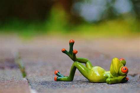 Frog Relaxed Figure Free Photo On Pixabay